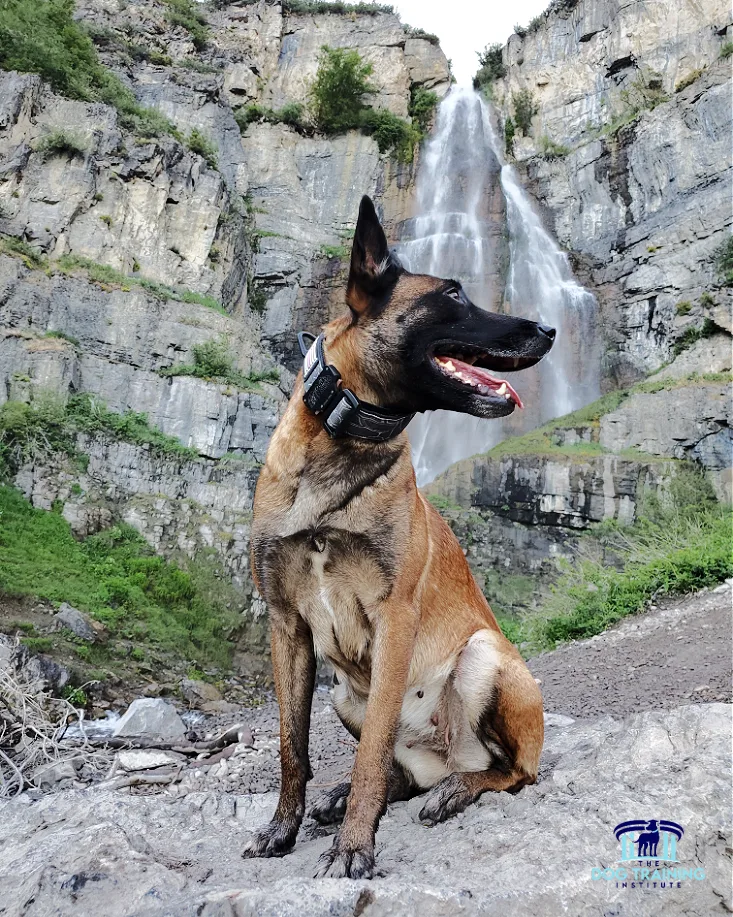Dog Outdoor Training Utah County A trained dog sitting confidently in front of a scenic waterfall during an outdoor adventure in Utah County, showcasing the effectiveness of obedience training provided by The Dog Training Institute in Payson, Utah...