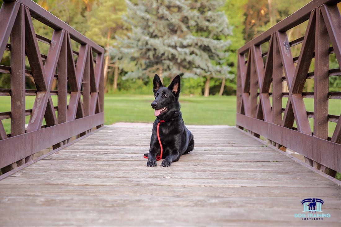 Dog Trainers in Payson Utah Well-trained black dog lying calmly on a wooden bridge during a training session at The Dog Training Institute in Utah County, illustrating obedience and focus in a serene outdoor setting in Payson, Utah...
