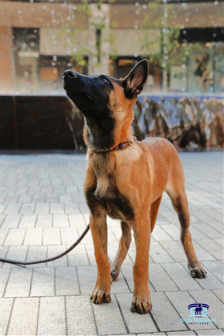 A young, attentive dog on a leash looking up during a training session at The Dog Training Institute in Utah County, demonstrating the focus and obedience taught in the dog training programs available in Payson, Utah...