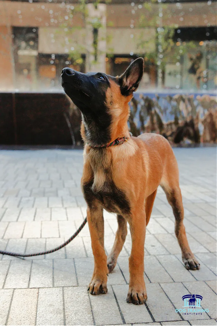 A young, attentive dog on a leash looking up during a training session at The Dog Training Institute in Utah County, demonstrating the focus and obedience taught in the dog training programs available in Payson, Utah...