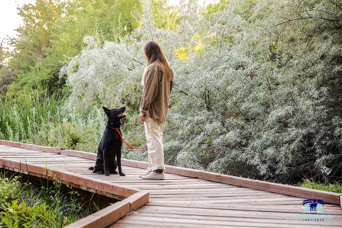A dog trainer standing on a wooden boardwalk during a training session with a well-behaved black dog in a lush, green outdoor setting, showcasing the obedience and positive interaction fostered by The Dog Training Institute in Payson, Utah County...