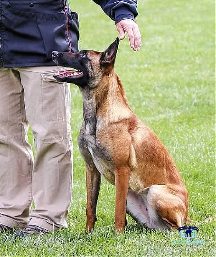 Payson Utah Dog Trainer Near Me A focused dog sitting attentively next to a trainer during a training session on a grassy field in Payson, Utah, exemplifying obedience and the effective training methods of The Dog Training Institute in Utah County...