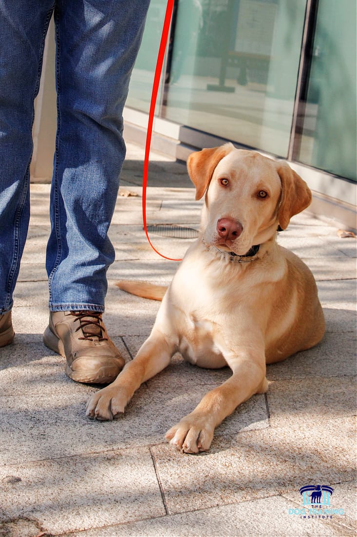 A well-behaved Labrador lying on the ground next to a trainer during a training session at The Dog Training Institute in Payson, Utah, showcasing the effectiveness of professional dog obedience training in a real-world environment...