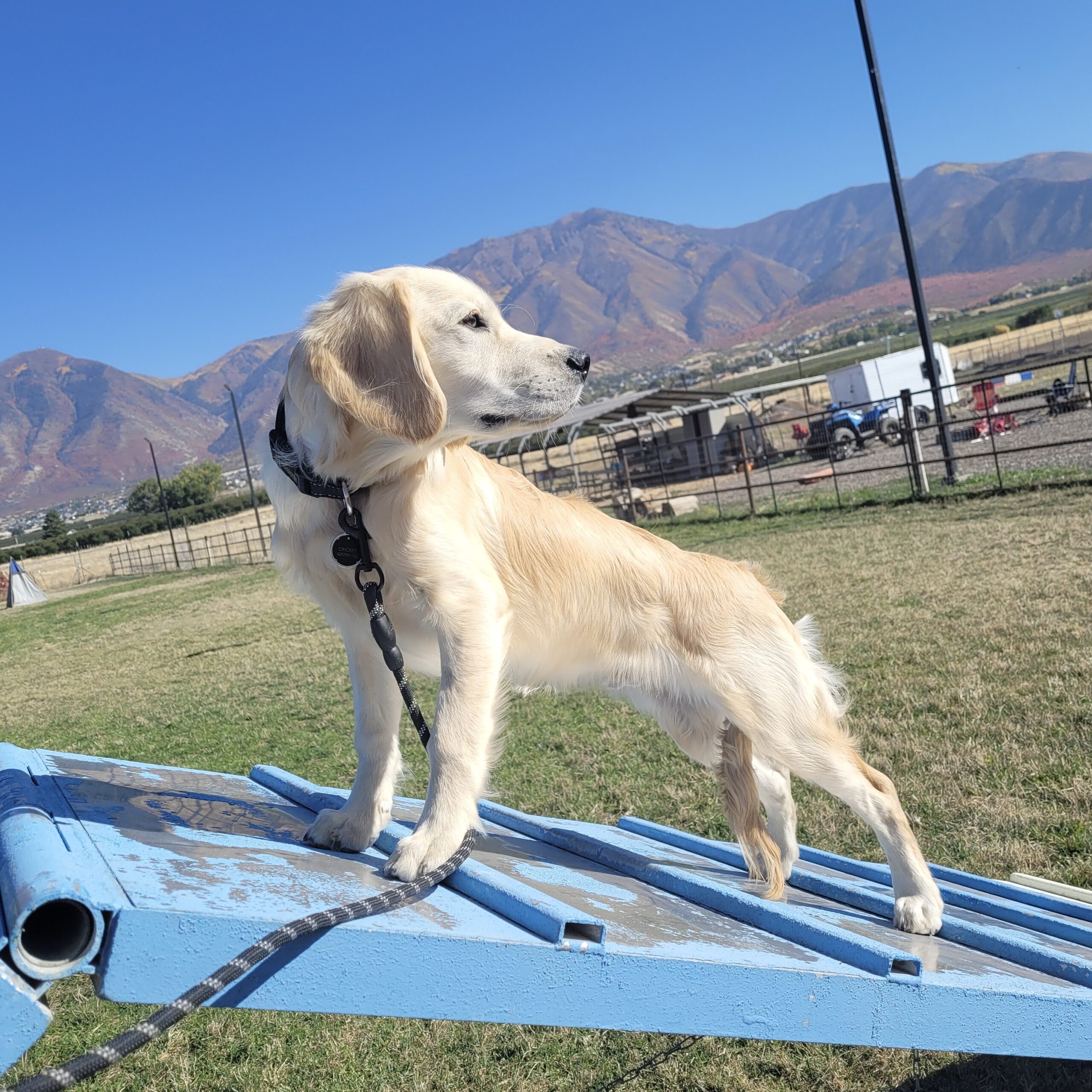 Heather G. Heather is so happy with Sean Knuden's Dog Training Institute