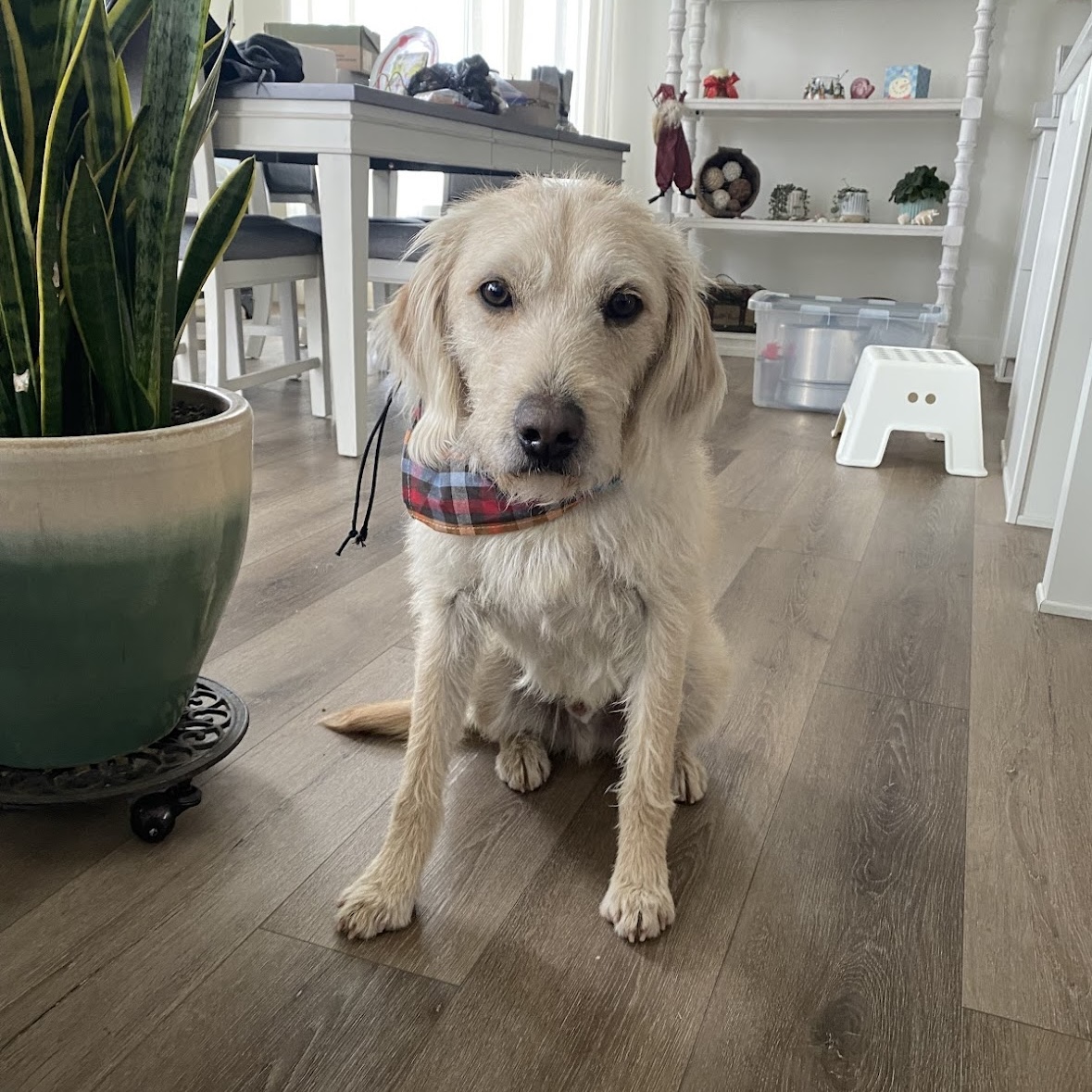 Tamara B. Tamara Border was super happy with the Dog Training Institute Utah and owner Sean Knudsen