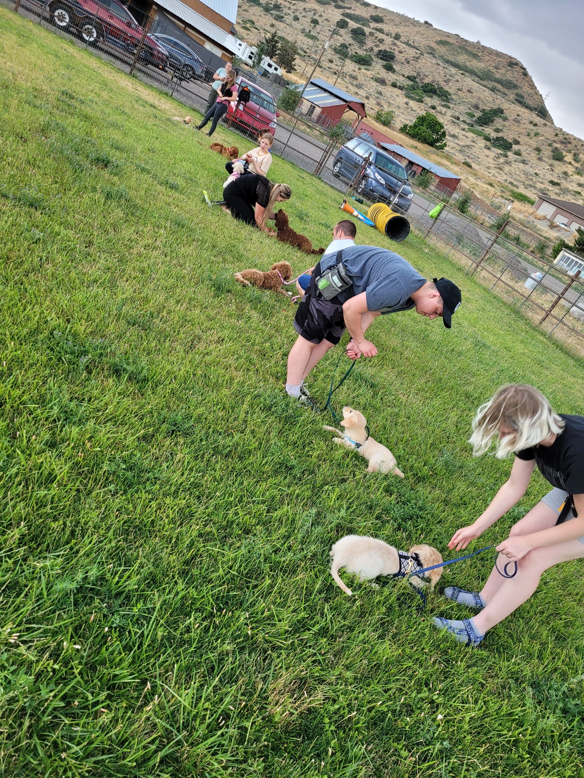 Dog practicing obedience training with a professional trainer on a grassy field near Orem Utah, showing calm focus and positive training results from The Dog Training Institute.